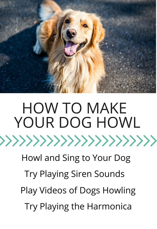 Il cane che ulula:5 semplici modi per far ululare il tuo cane