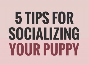 あなたの子犬を社会化するための5つのヒント 