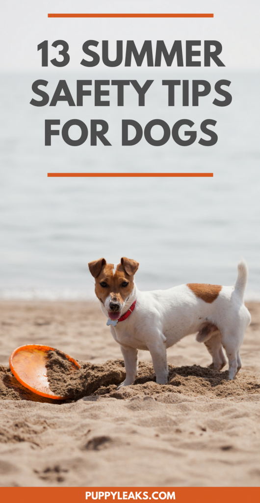 13 dicas de segurança de verão para cães