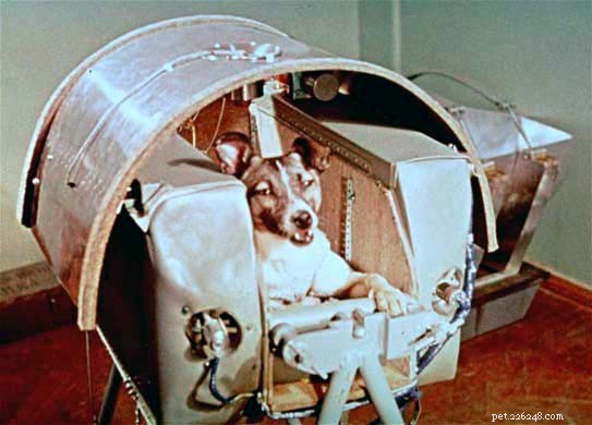 Come un cane randagio è diventato il primo animale ad orbitare attorno alla Terra