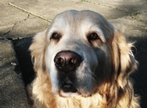 Bom e velho – fotos de cães idosos