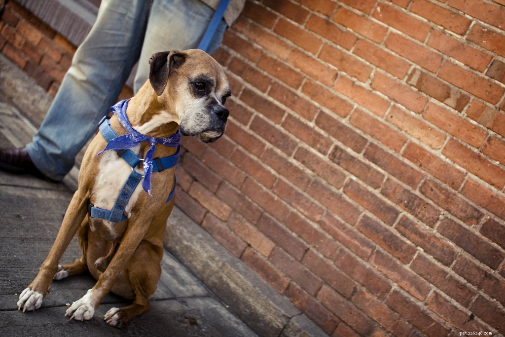古き良き少年–シニア犬の写真 