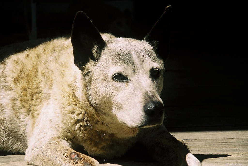 古き良き少年–シニア犬の写真 