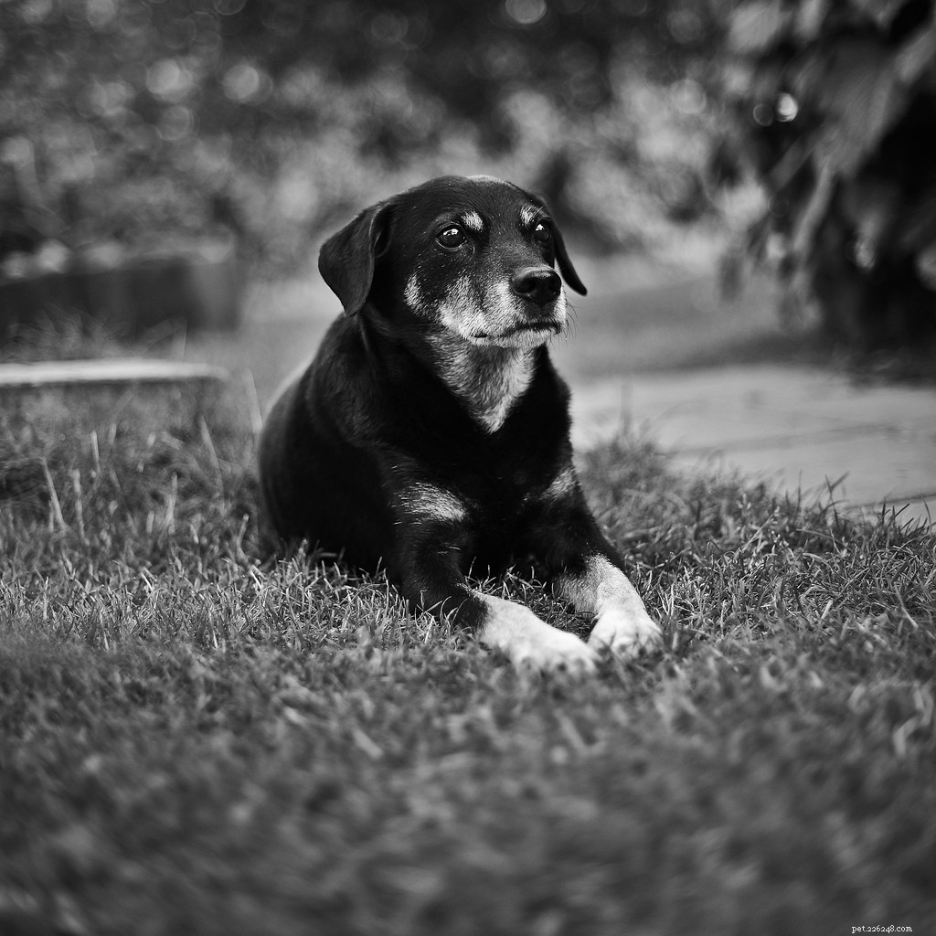 Bon vieux garçon – Photos de chiens âgés