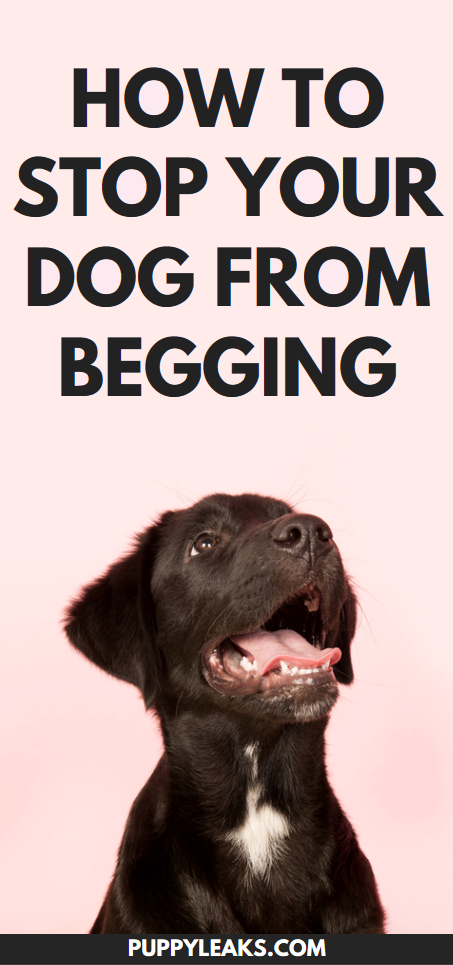 犬が物乞いをするのを防ぐ3つの簡単な方法 