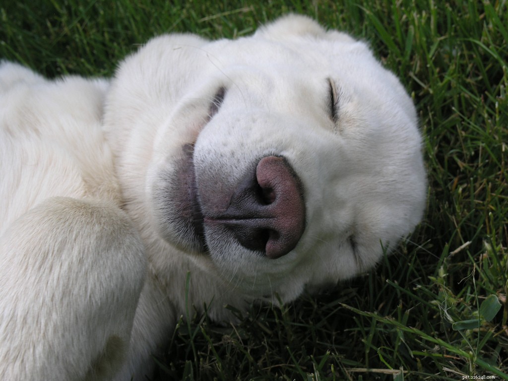 Flickr에서 가장 행복한 개