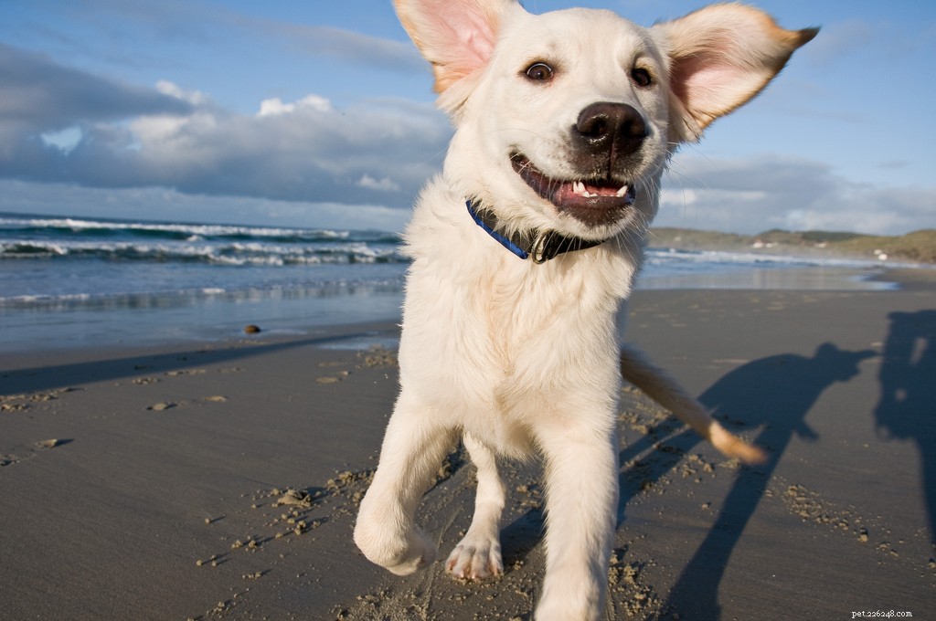 Flickrで最も幸せな犬 