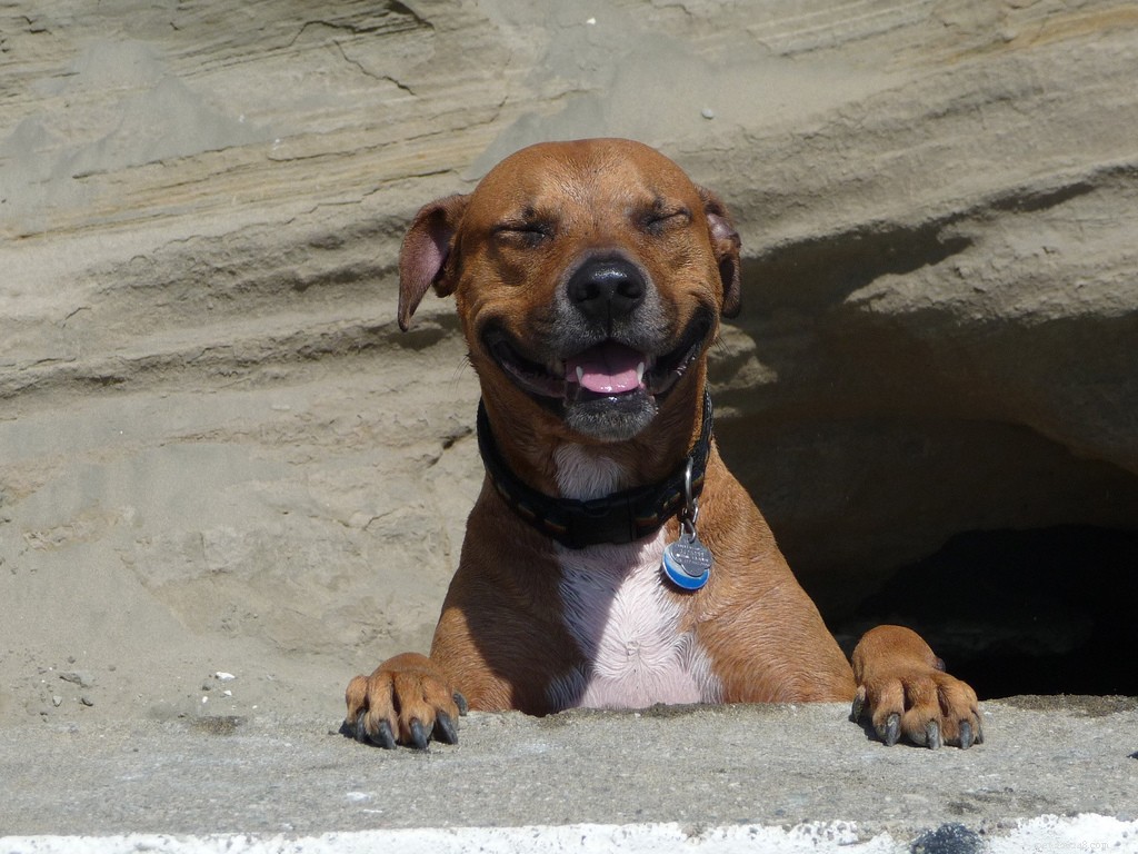 De gelukkigste honden op Flickr