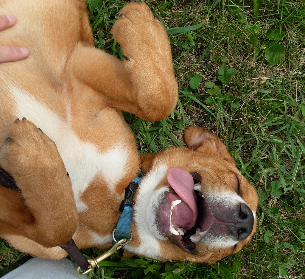 Nejšťastnější psi na Flickru