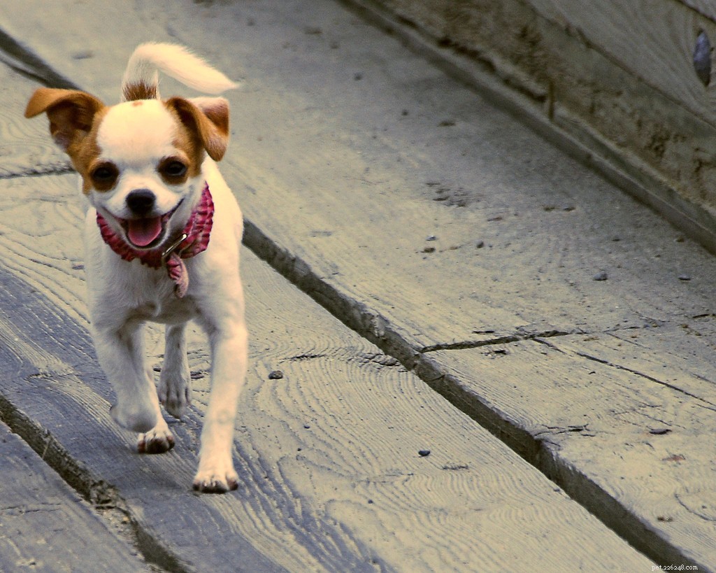 Nejšťastnější psi na Flickru