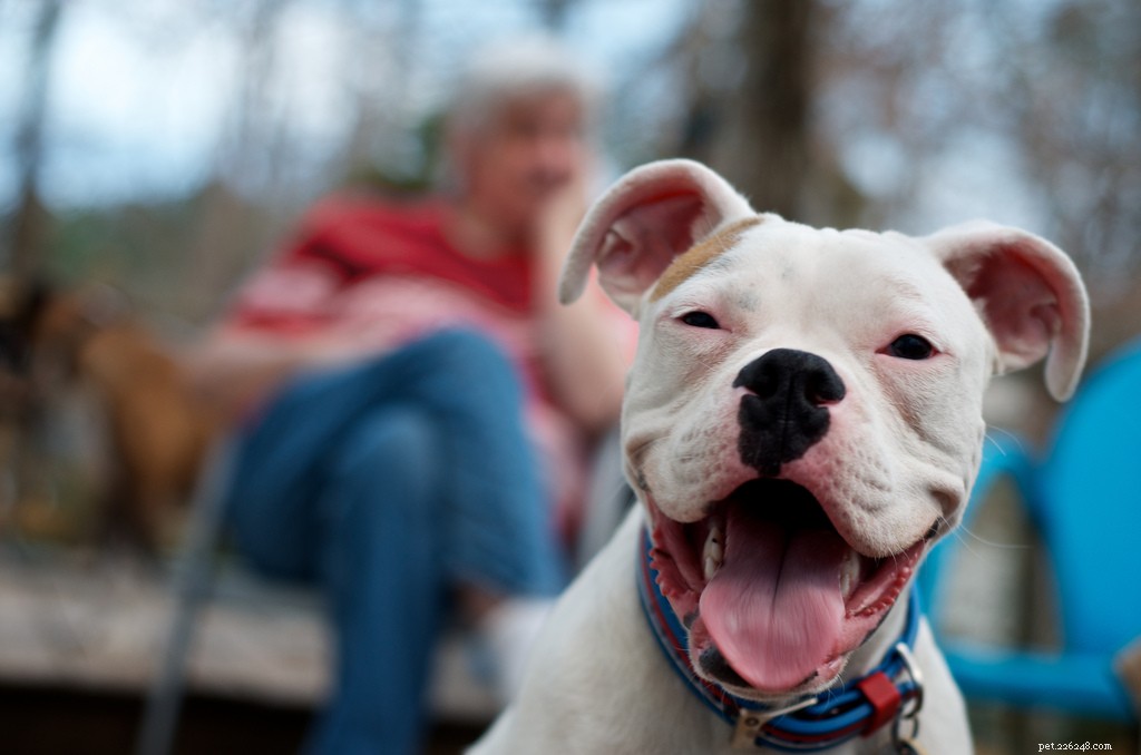 I cani più felici su Flickr