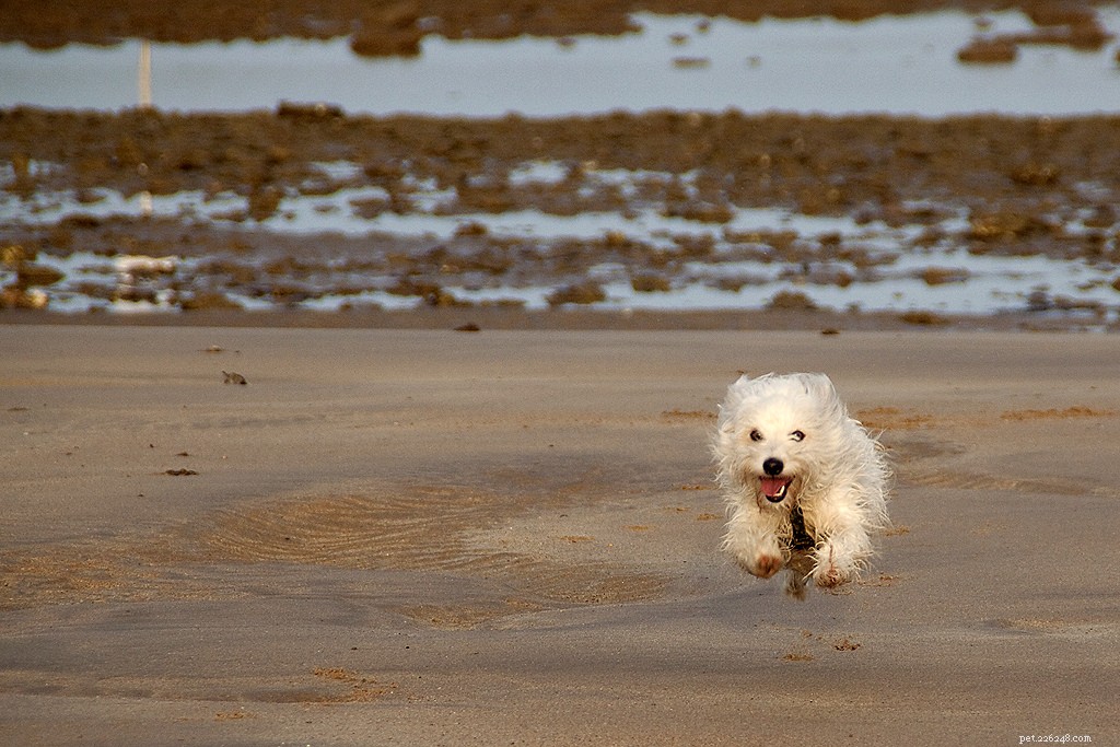 I cani più felici su Flickr