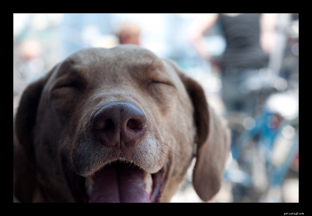 Самые счастливые собаки на Flickr