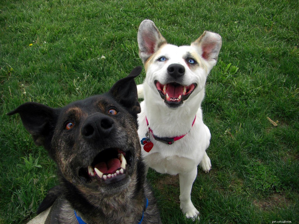 De gelukkigste honden op Flickr