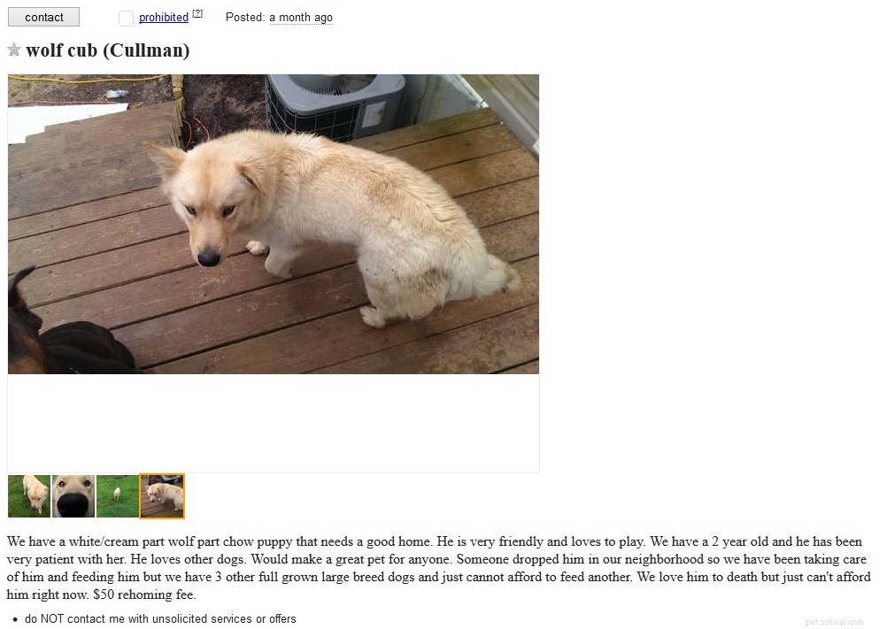 Reklamy se psy na Craigslist:Kupující pozor