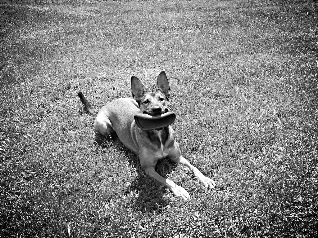 Black and White Sunday – Please Toss The Frisbee