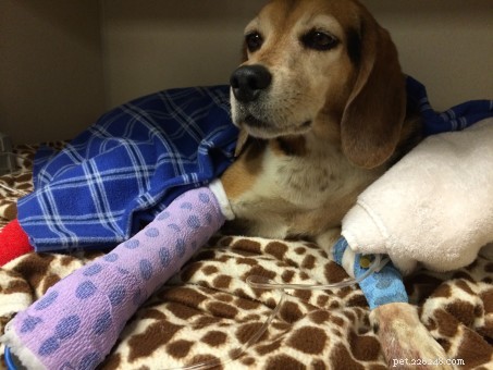 事故が12,000ドルの獣医の請求書に直面した後に発見された7週間の犬の行方不明 