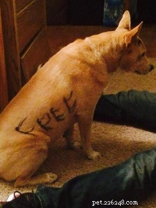 Un chien abandonné portant l inscription  gratuit  sur sa fourrure se termine bien