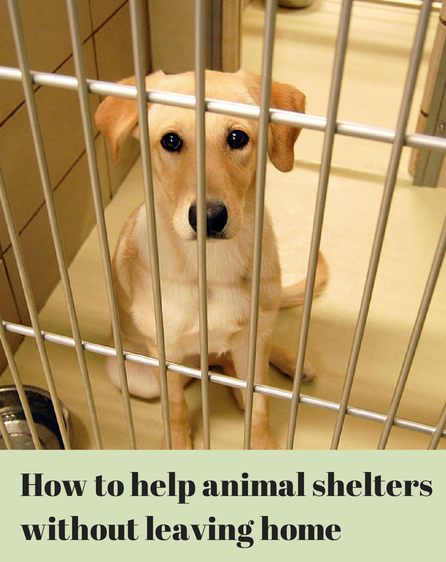 家を出ることなく動物保護施設を助ける 