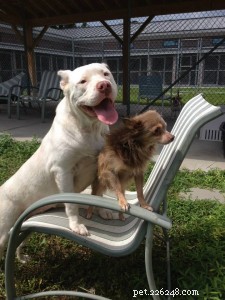 Hundvänner blir adopterade tillsammans