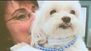 Verloren hond zeven jaar later gevonden