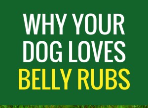 Proč mají psi rádi masáž břicha?