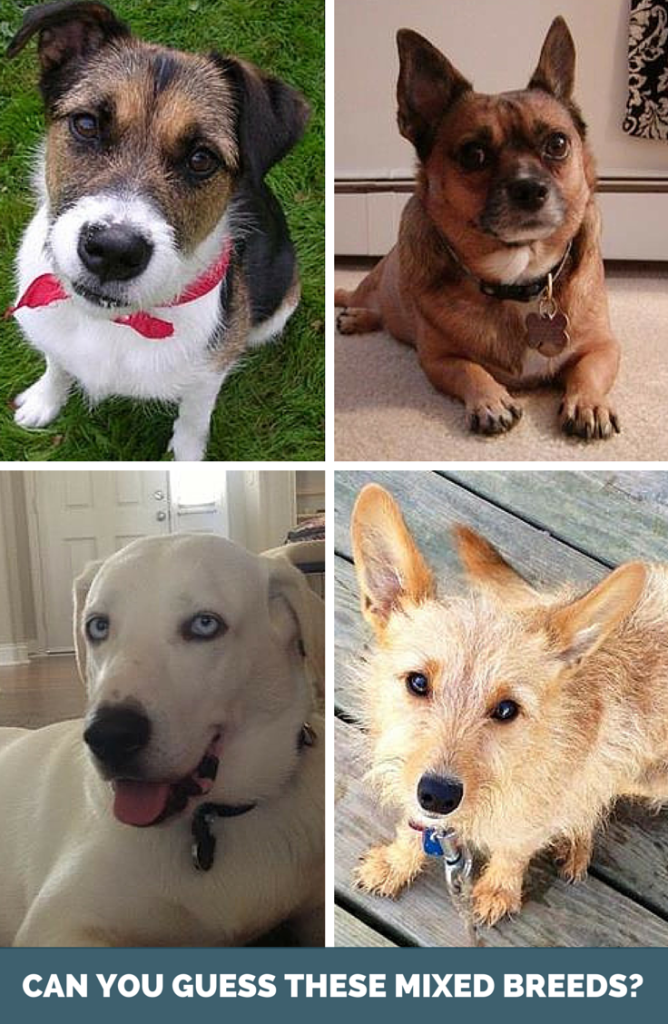 Resultados do Painel de Sabedoria – Você deve fazer um teste de DNA para cães?