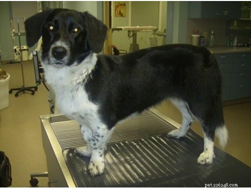 知恵パネルの結果–犬のDNA検査を受けるべきですか？ 