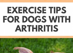 Tipy na cvičení pro psy s artritidou