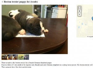 Craigslist Dogs for Trade