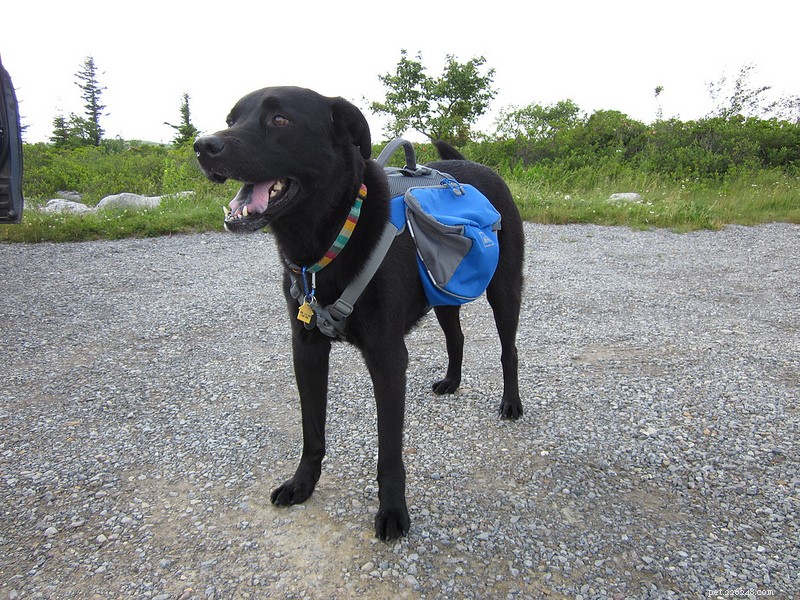 Examen du sac à dos pour chien Outward Hound de Kyjen