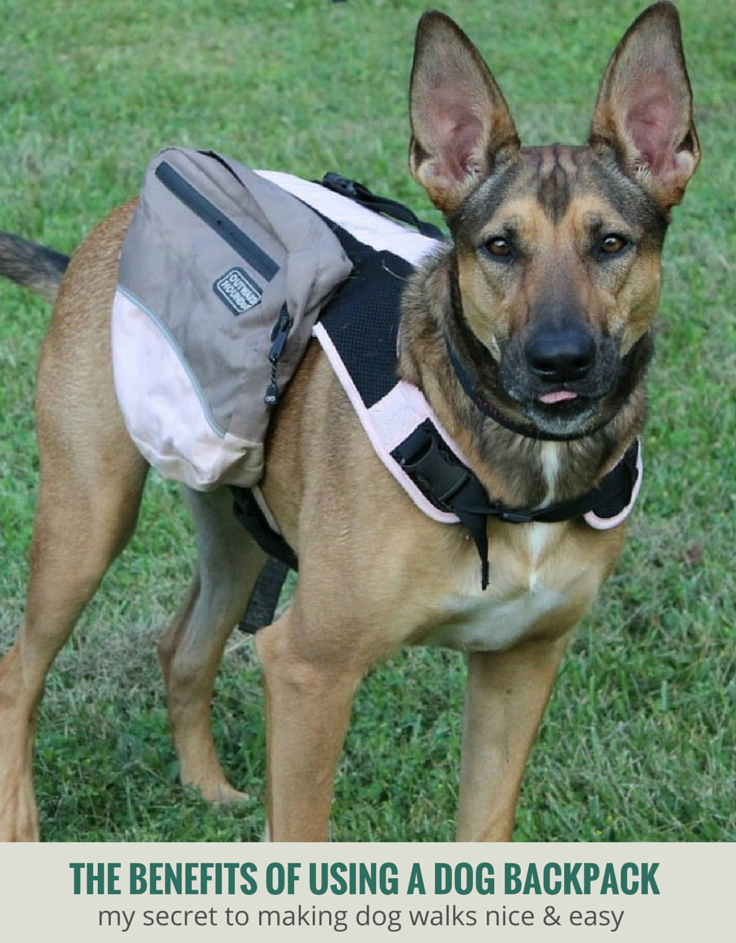 Revisão da mochila Kyjen Outward Hound Dog