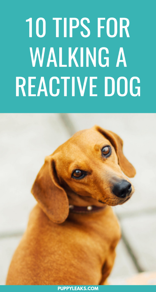10 conseils pour promener votre chien réactif