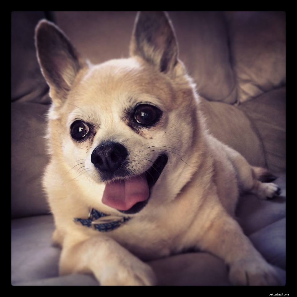 Sweet Senior Chihuahua Seeks Forever Home – Geadopteerd