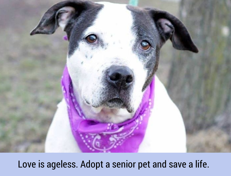 3 fantastiska räddningar som hjälper äldre hundar att bli adopterade