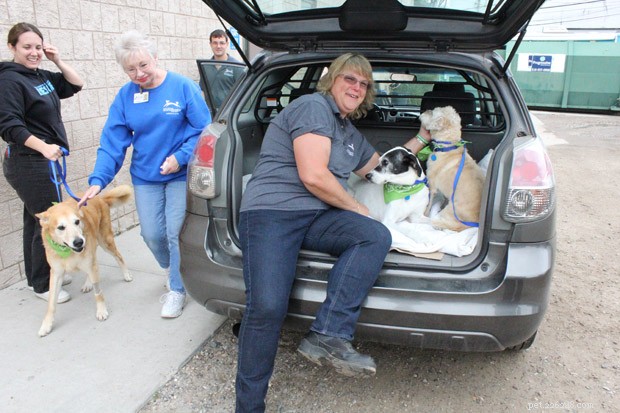 シニア犬が養子縁組されるのを助ける3つの驚くべき救助 