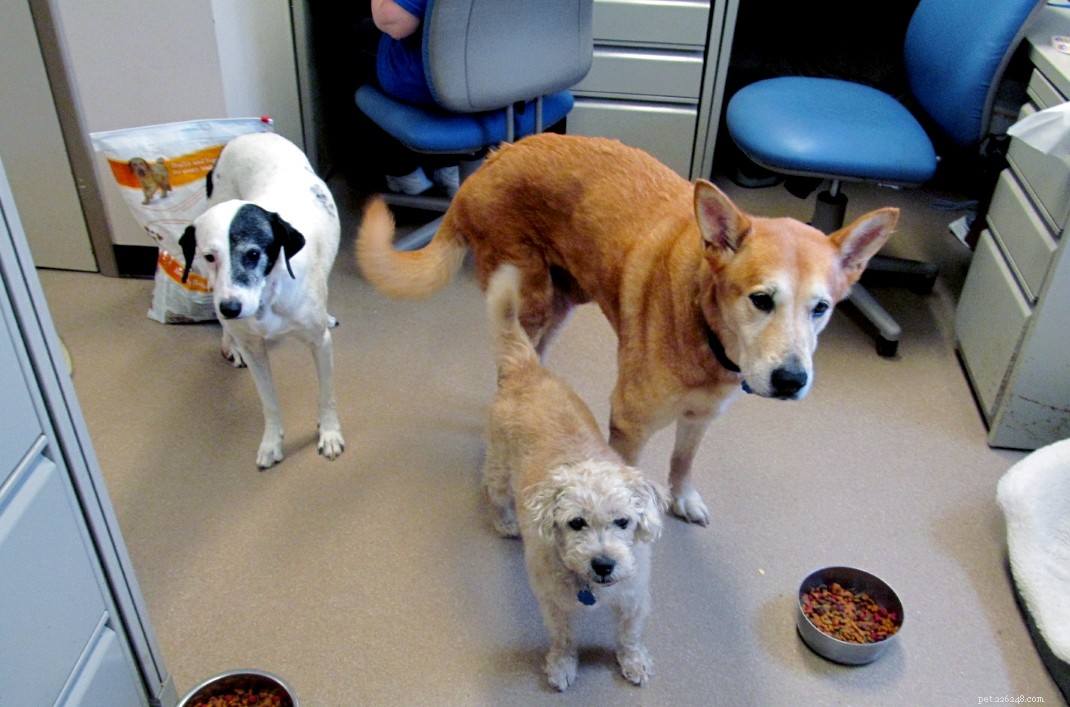 3 úžasné záchrany, které pomáhají starším psům k adopci
