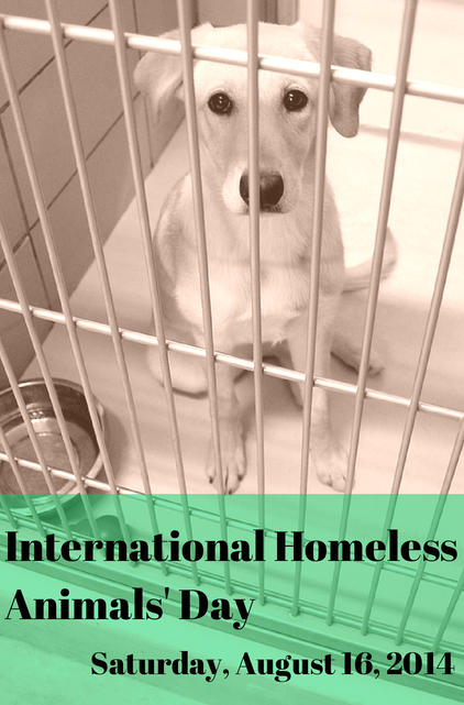 Dia Internacional dos Animais Sem Abrigo