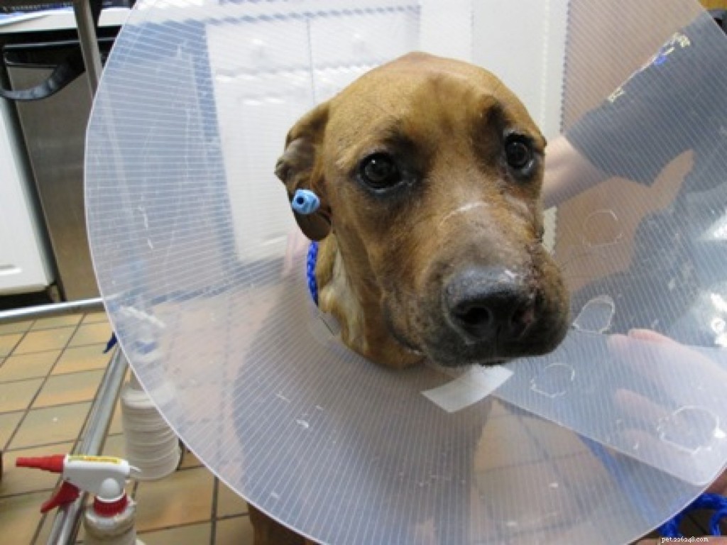 Собака, застреленная владельцем, усыновлена ​​ветеринаром, который ее спас