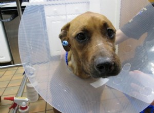 Pes zastřelen majitelem Adoptován veterinářem, který ji zachránil