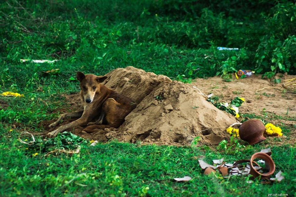 Lojal hund stannar vid ägares grav i två veckor