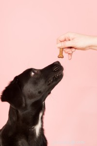 개에게 손으로 먹이를 줄 때의 5가지 이점