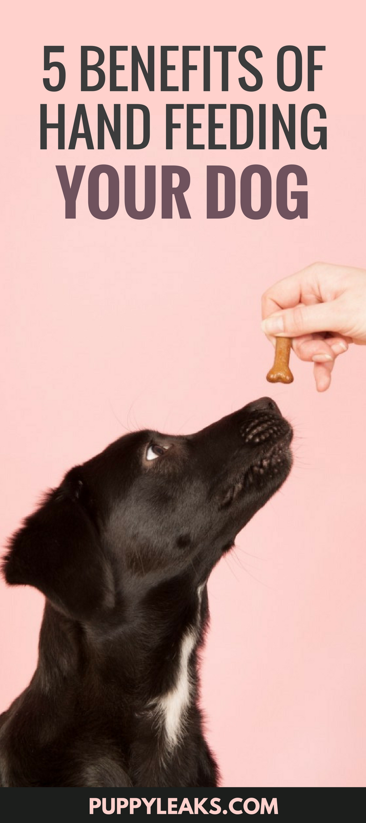 5 benefícios da alimentação manual do seu cão