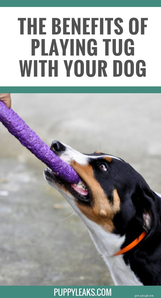 Fördelarna med att leka bogserbåt med din hund