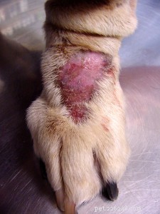 Granuloma de lambedura acral:lambidas excessivas em cães
