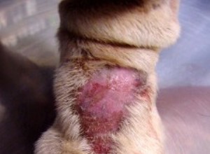 Granuloma de lambedura acral:lambidas excessivas em cães