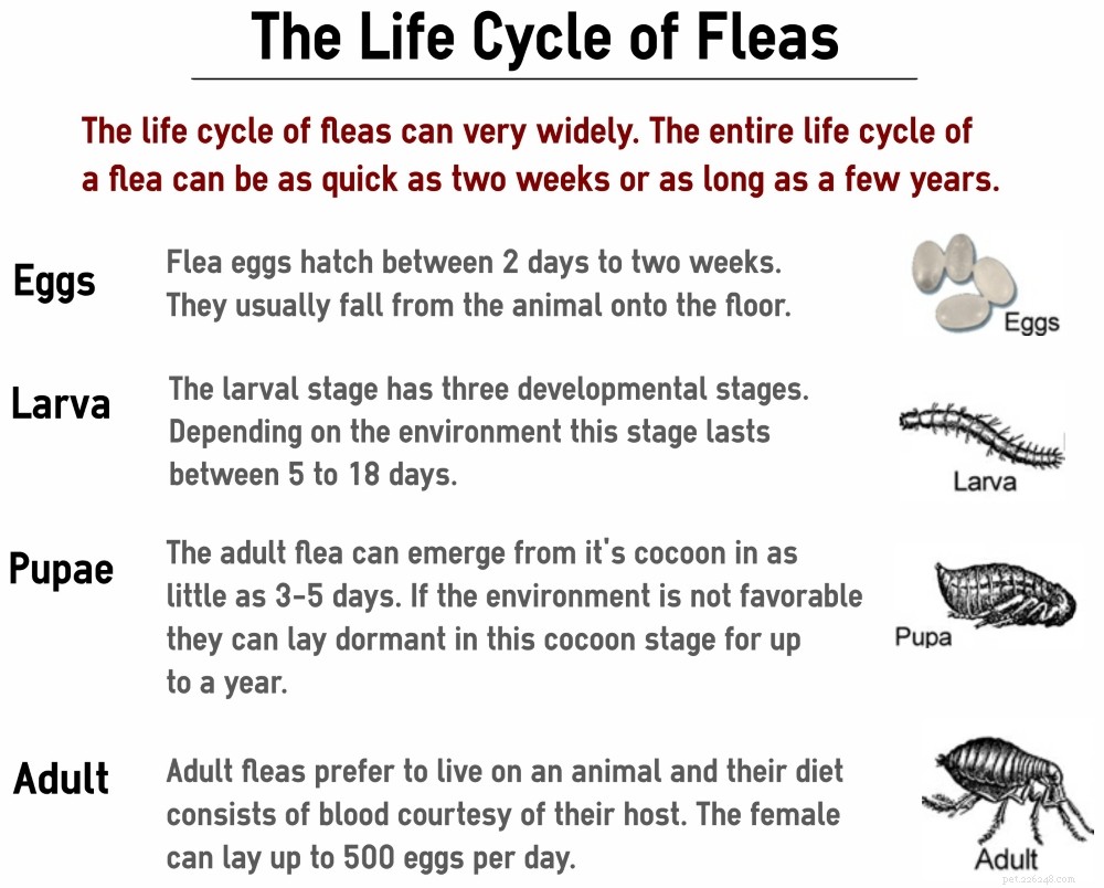 Como se livrar das pulgas para sempre