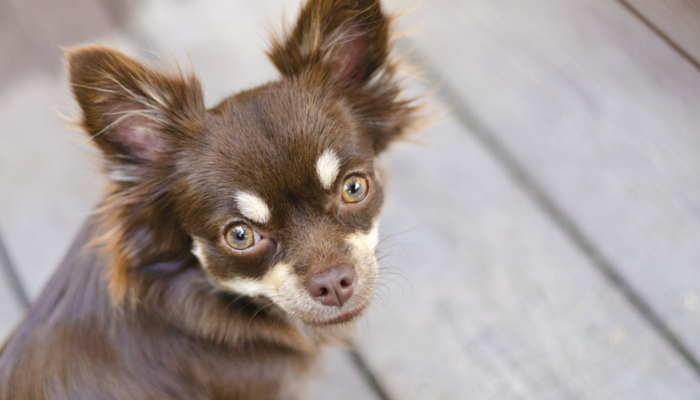 Прилипчивые собаки:ваша собака на липучке?