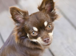 Clingy Dogs:Seu cão é um cão de velcro?