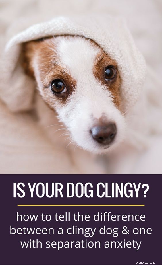 Aanhankelijke honden:is uw hond een hond met klittenband?